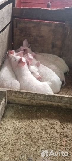 Поросята
