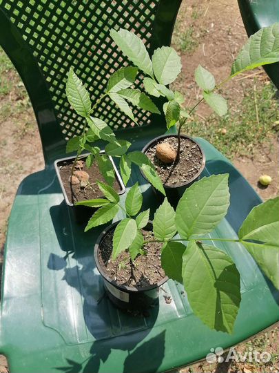 Саженцы грецкого ореха