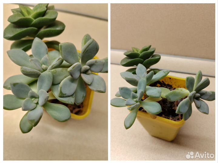 Суккуленты, эхеверия, граптоверия, пахиверия