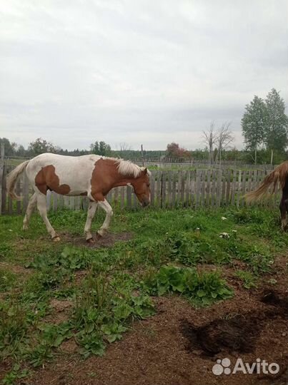 Продам жеребчика