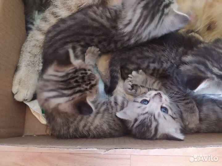 Котята в добрые руки