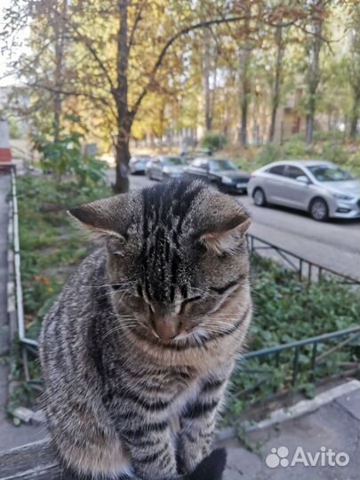 Василек ищет дом