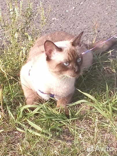 Тайская кошечка