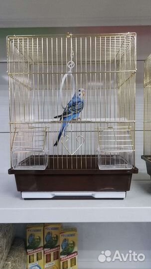 Попугай ручной с клеткой