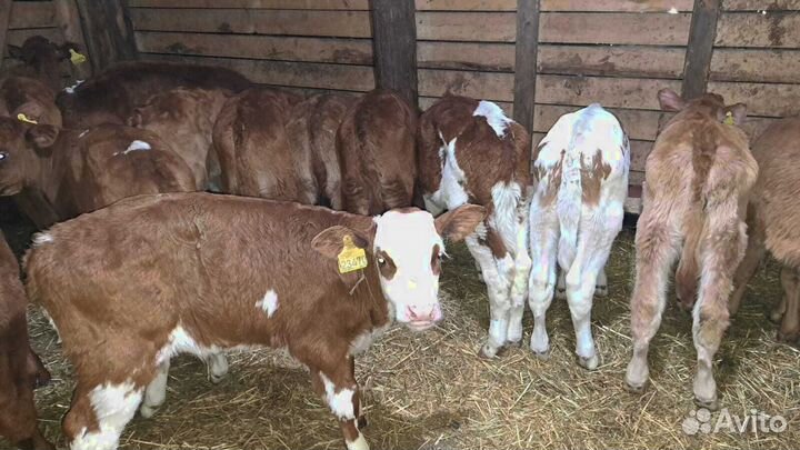 Бычки телята быстрая доставка