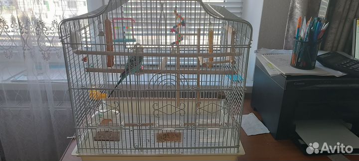 Волнистый попугай с клеткой