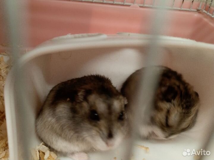 Джунгарский хомяк с клеткой