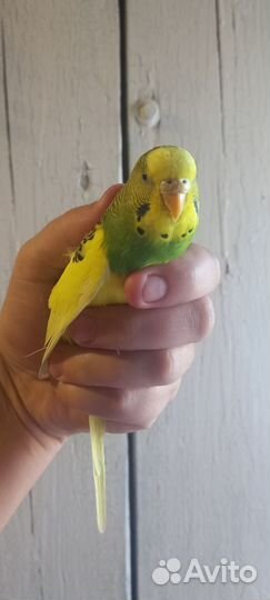 Попугай с клеткой