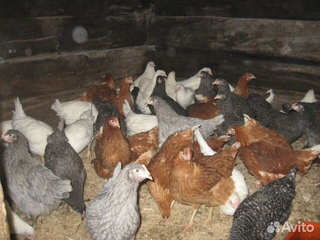 Куры молодоки. петухи