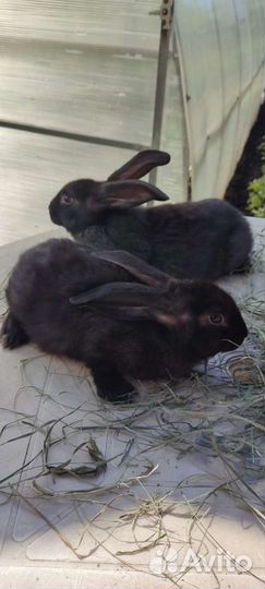 Кролики бабочки