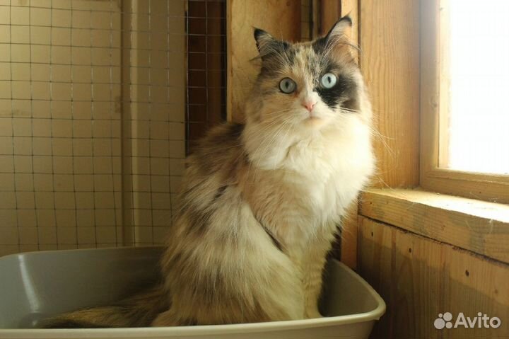 Красавица-кошка с космическими глазами