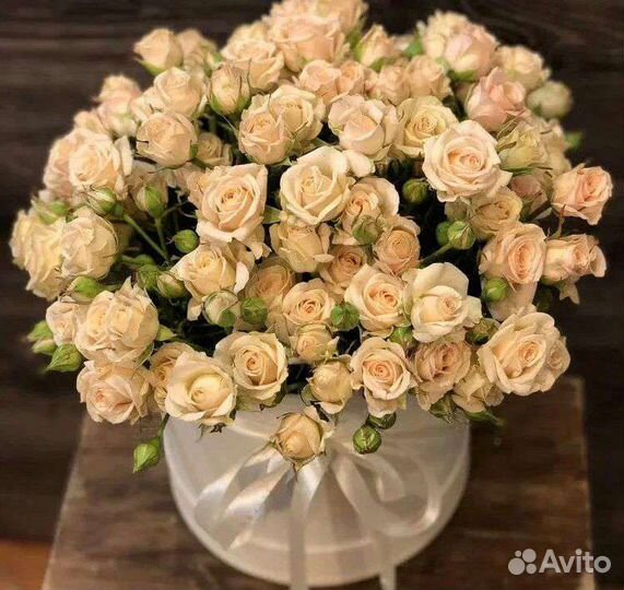 Роза кустовая