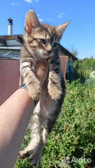 Котенок мальчик