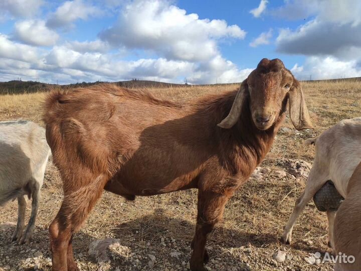 Козёл на вязку