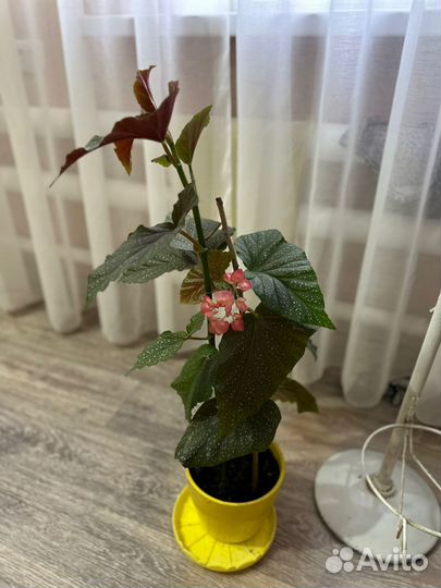 Диффенбахия