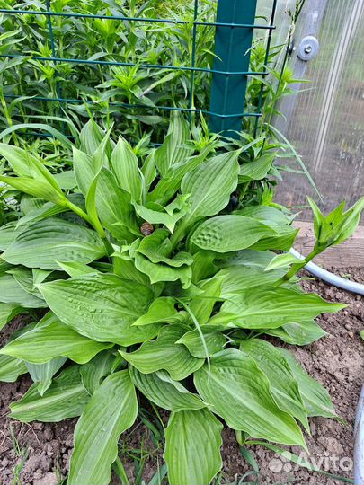Хоста растение