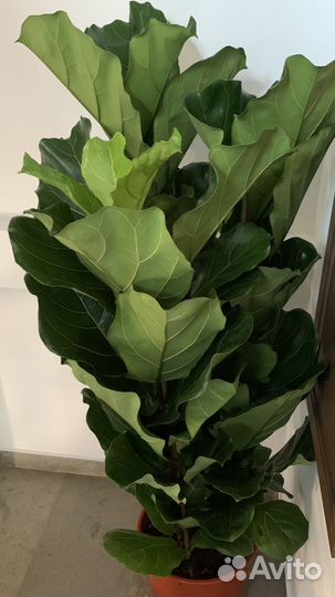 Фикус Лирата 1,6 м