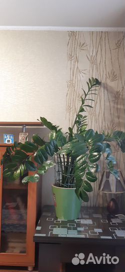 Замиокулькас