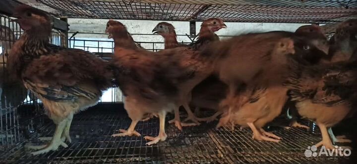 Цыплята, утята, гусята