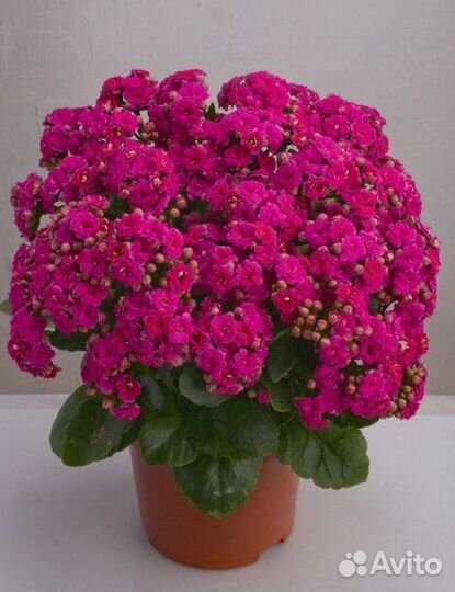 Разные укоренные отростки