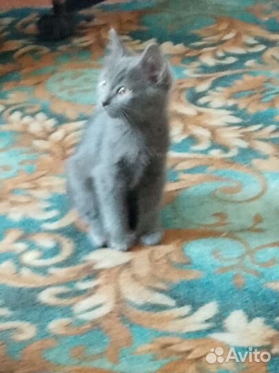 Кошечка в добрые руки 2.5 месяца