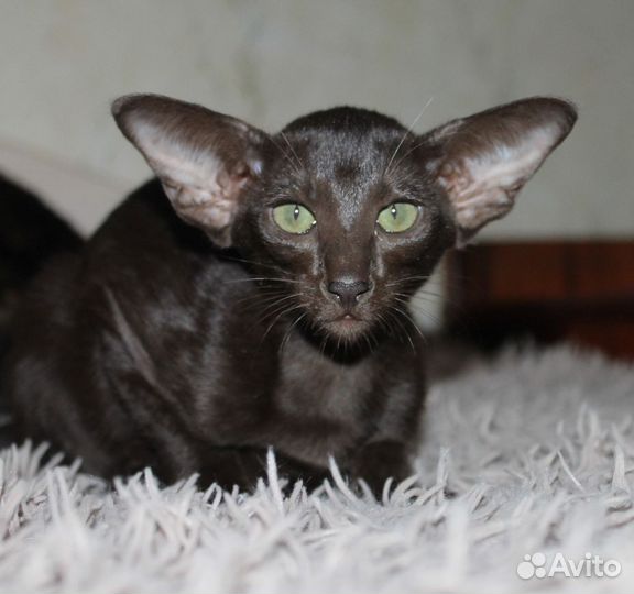 Ориентальные котята