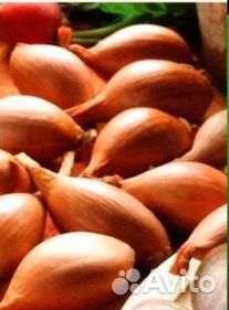 Семена Лука 