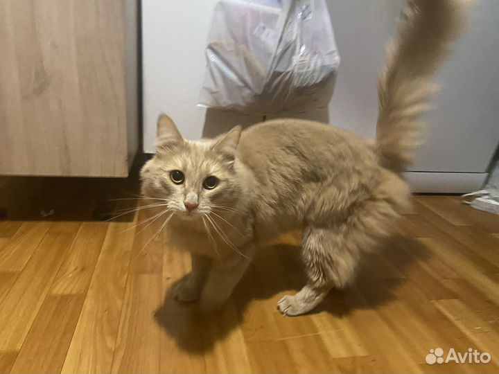 Отдам кота в добрые руки