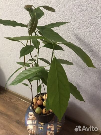 Авокадо деревца