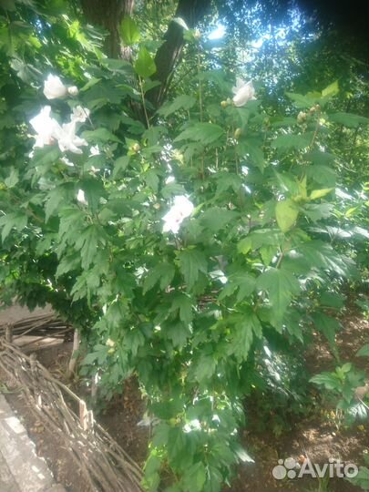 Гибискус сирийский