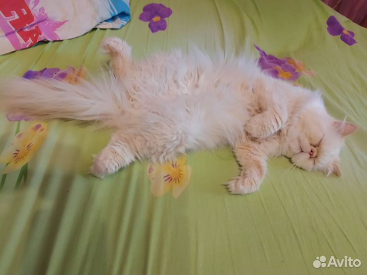 Гималайский экзот