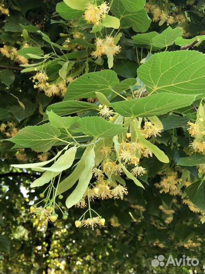 Мёд из липы