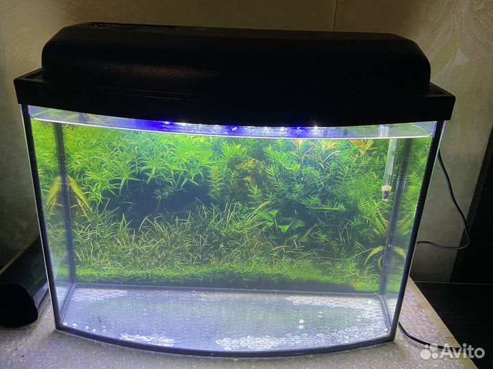 Аквариум на 20 литров