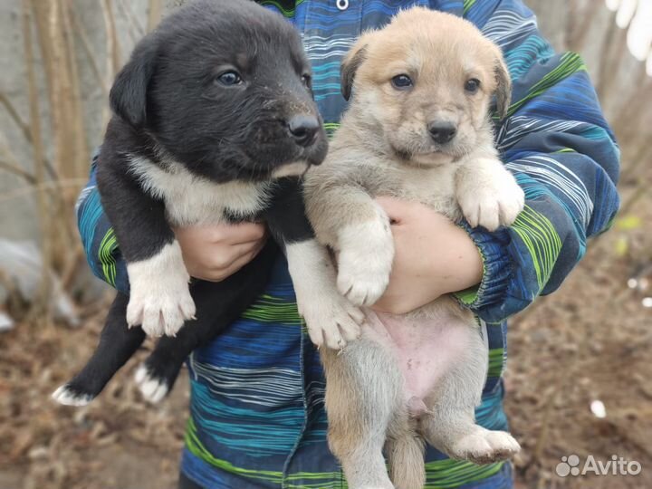 Щенки в добрые руки