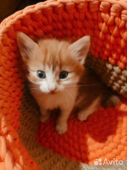 Котята продаём