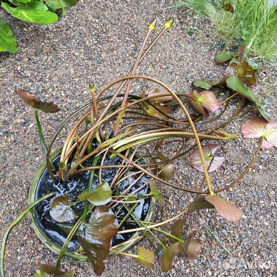 Лотос Альба Nymphaea Lotus Alba
