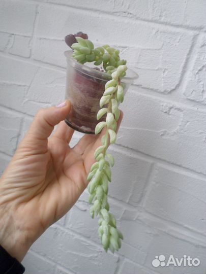 Очиток Моргана,Буррито,Sedum rubrotinctum