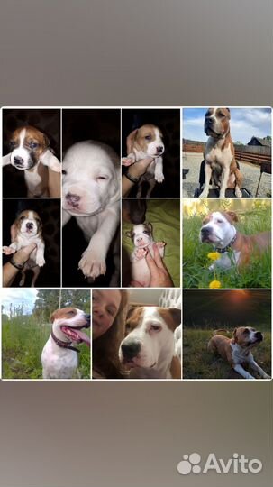 Щенки стаффорда