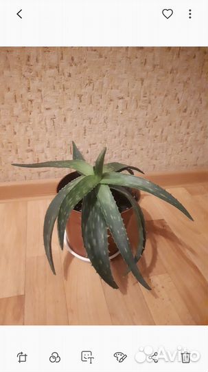 Алоэ лечебный 3-х летний