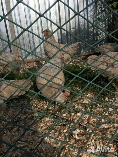 Куры амераукана