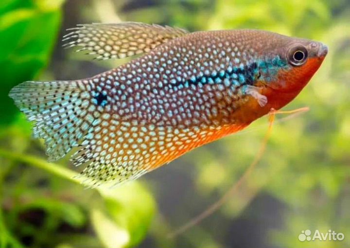 Гуппи чистая линия, скалярии, коридорасы, гурами