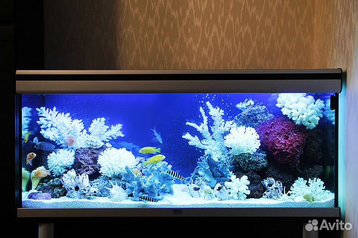 Аквариумы на заказ и обслуживание