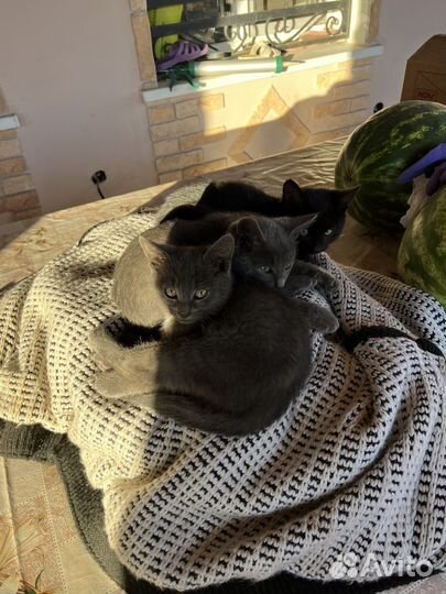 Котята в добрые руки
