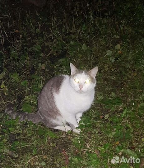 Кот сиротинушка Кузя-хозяин умер-кот брошен