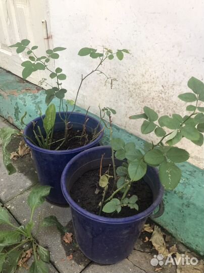 Домашние растения