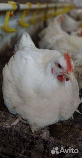 Цыплята бройлеры подрощенные