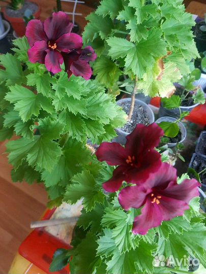 Герань королевская