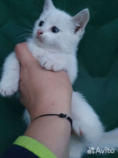 Котята ищут хозяина