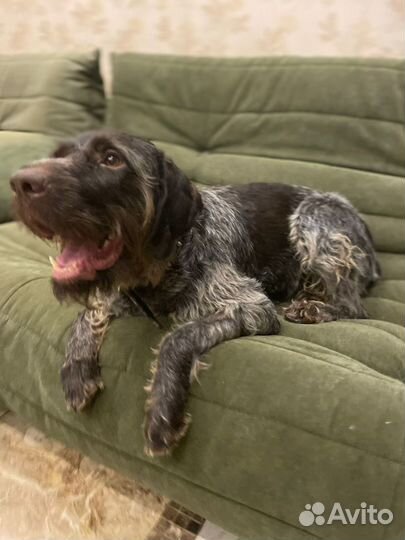 Оставили в электричке.собака в дар в добрые руки