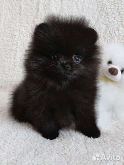 Померанский шпиц медвежьего типа